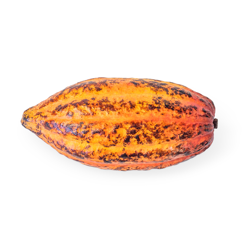 Cocoa ingredient